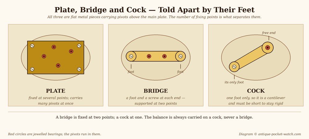 Plate, bridge and cock compared: a bridge has a foot at each end, a cock only one